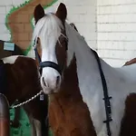 Wohlfuehlurlaub Auf Dem Reit- Und Goldberg Leezdorf