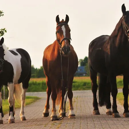 Wohlfuehlurlaub Auf Dem Reit- Und Goldberg Leezdorf