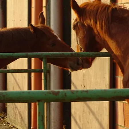 Wohlfuehlurlaub Auf Dem Reit- Und Goldberg * Leezdorf