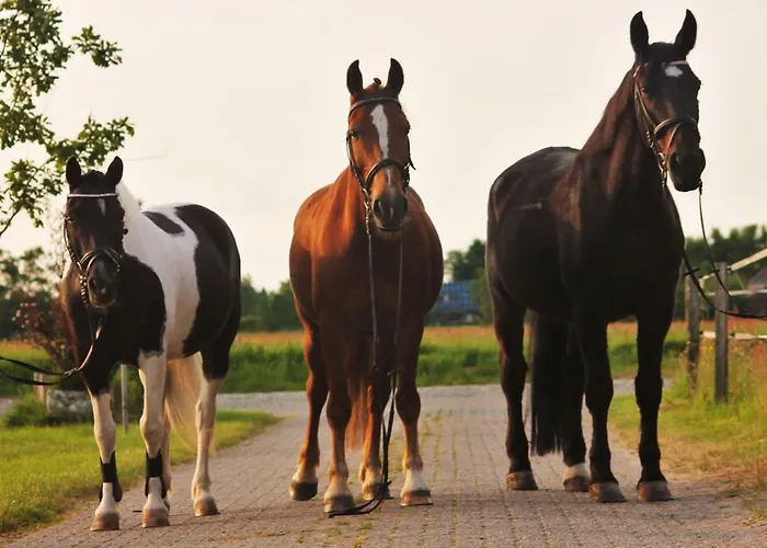 Wohlfuehlurlaub Auf Dem Reit- Und Goldberg Leezdorf